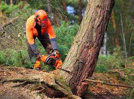 Salineville, OH Tree Removal and Landscaping Services Company